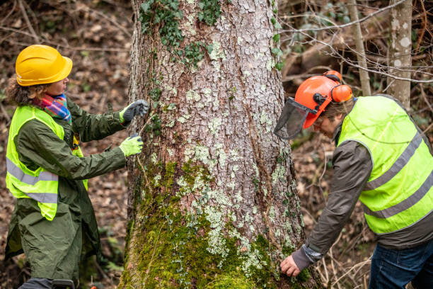 Best Tree Risk Assessment  in Broadway, NC